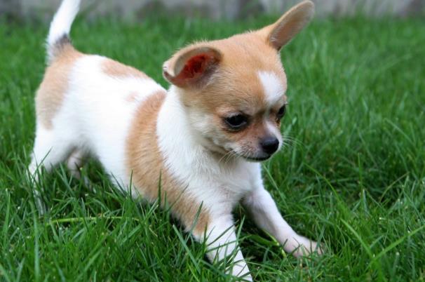 世界上最可爱的十大小型犬，第一名贵宾犬，最后一名简直不要太可爱
