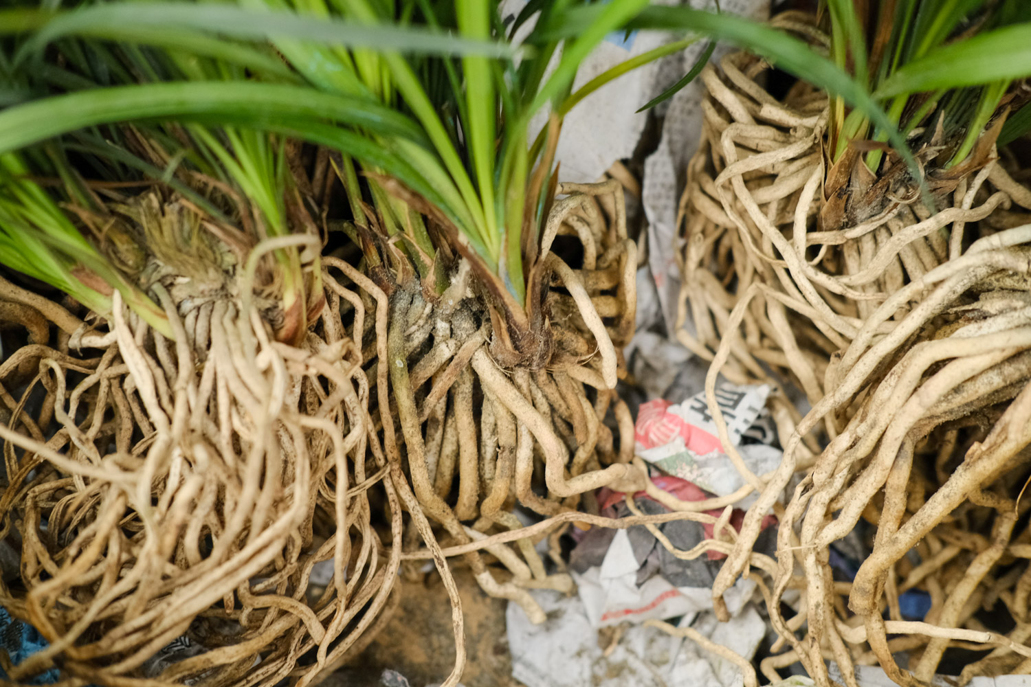 带着“兰”字，却不是真正兰花的植物