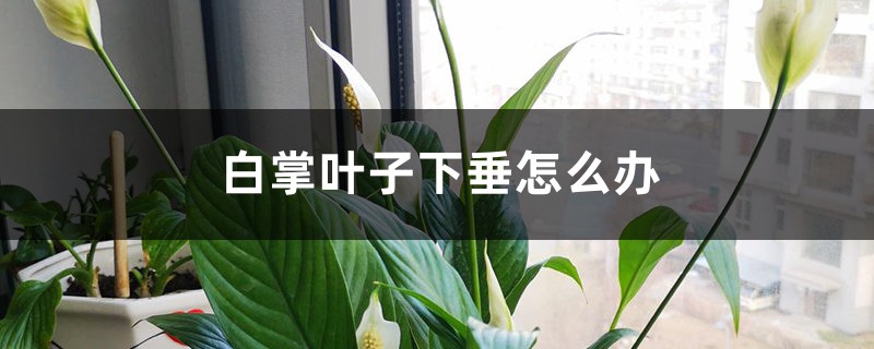 白掌叶子下垂怎么办