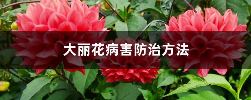 大丽花病害防治方法