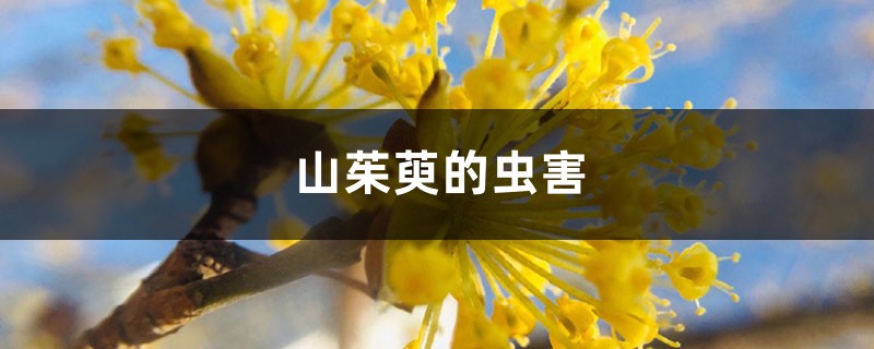 山茱萸的虫害