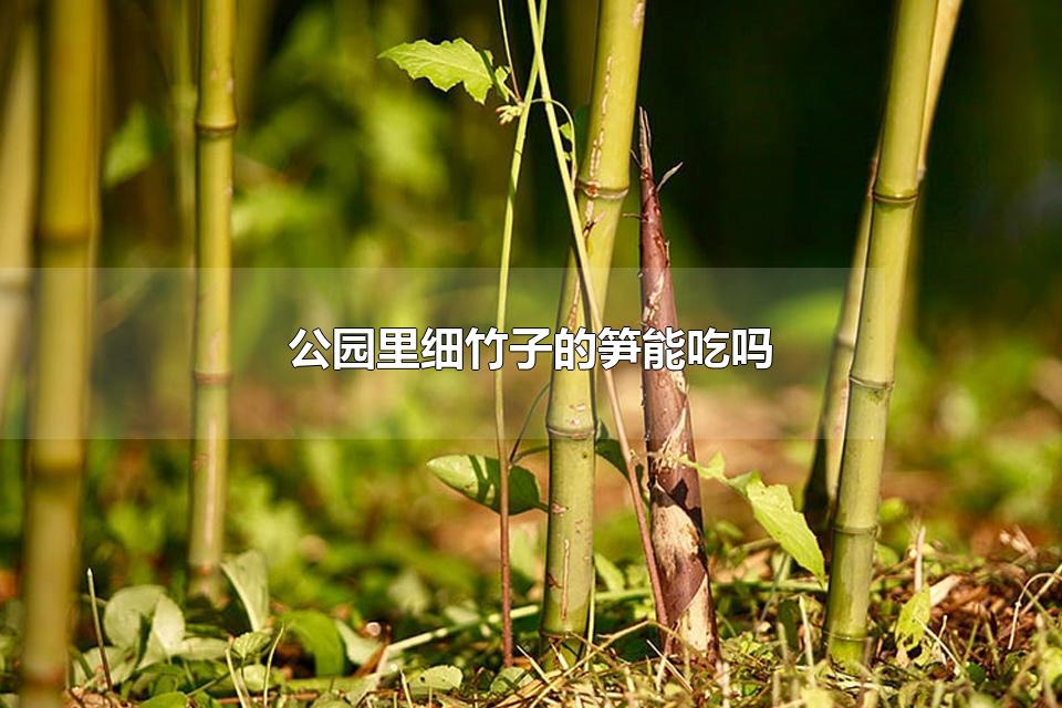 公园里细竹子的笋能吃吗 竹林里的笋可以吃吗