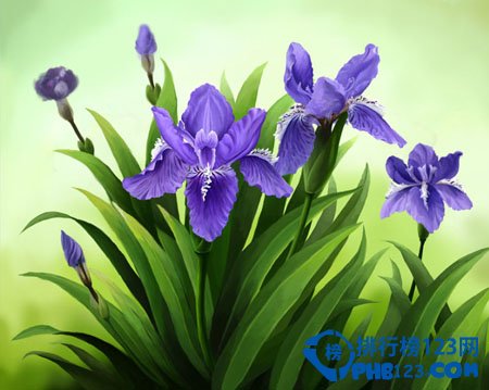 世界上最美的花排名：蓝色妖姬第2 第3小巧秀丽让人难忘