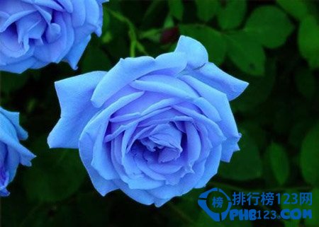 世界上最美的花排名：蓝色妖姬第2 第3小巧秀丽让人难忘