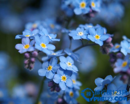 世界上最美的花排名：蓝色妖姬第2 第3小巧秀丽让人难忘