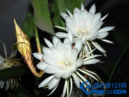 世界上最美的花排名：蓝色妖姬第2 第3小巧秀丽让人难忘