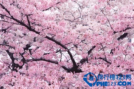 世界上最美的花排名：蓝色妖姬第2 第3小巧秀丽让人难忘