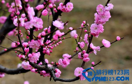 世界上最美的花排名：蓝色妖姬第2 第3小巧秀丽让人难忘