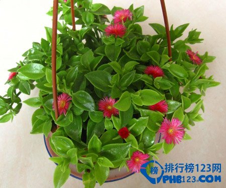 世界上最美的花排名：蓝色妖姬第2 第3小巧秀丽让人难忘