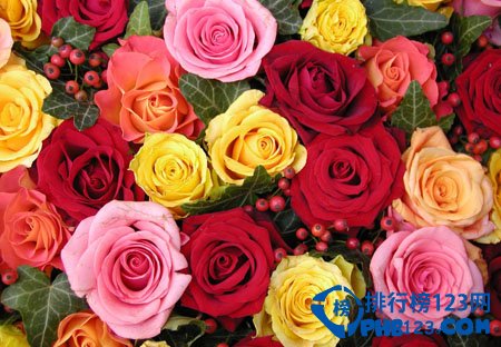 世界上最美的花排名：蓝色妖姬第2 第3小巧秀丽让人难忘