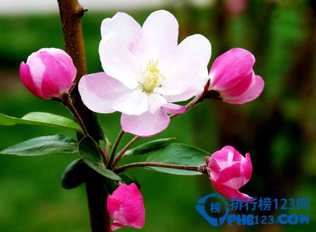 世界上最美的花排名：蓝色妖姬第2 第3小巧秀丽让人难忘