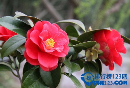 世界上最美的花排名：蓝色妖姬第2 第3小巧秀丽让人难忘