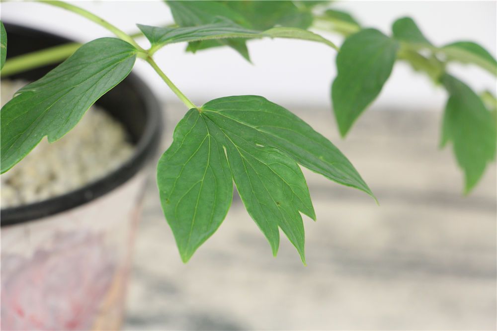 牡丹不开花是怎么回事