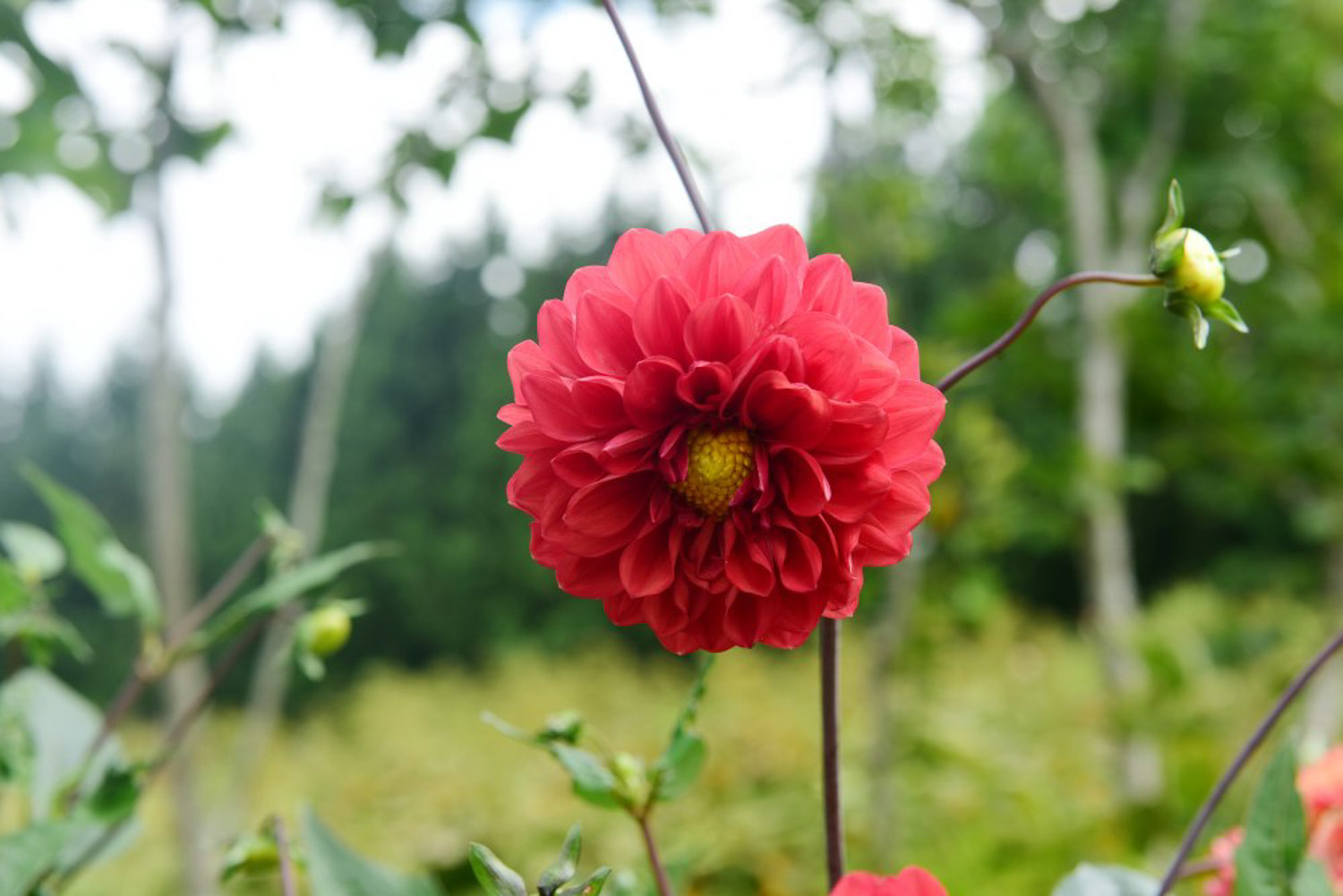 张家口适合养什么花，市花和市树是什么