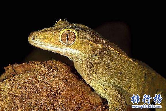 复活成功的灭绝动物：都是神奇的动物 草原野猪上榜