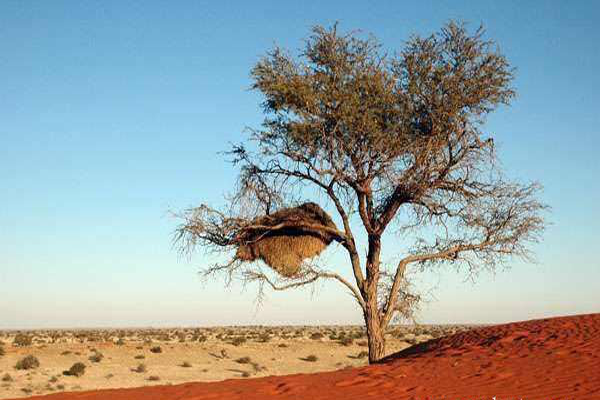 世界十大沙漠面积：戈壁沙漠排名第5 第1形成于250万年前