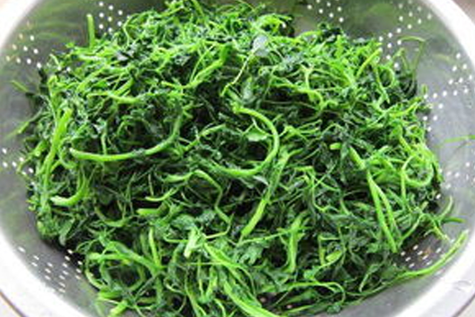 苜蓿包饺子用焯水吗 炒苜蓿为什么要焯水