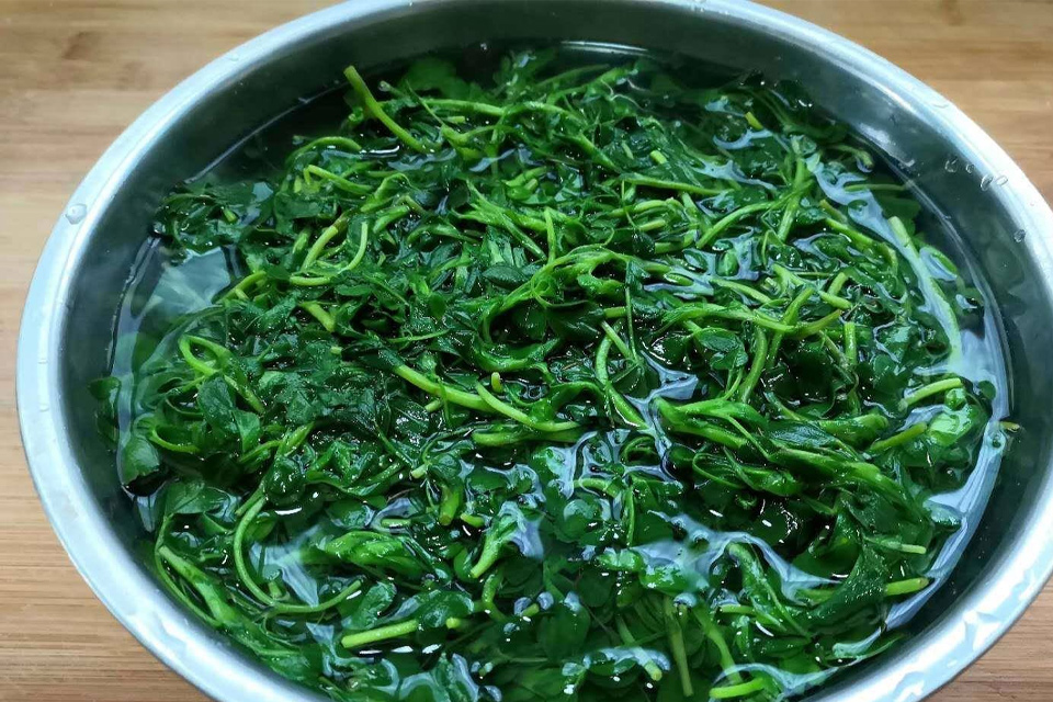 苜蓿包饺子用焯水吗 炒苜蓿为什么要焯水