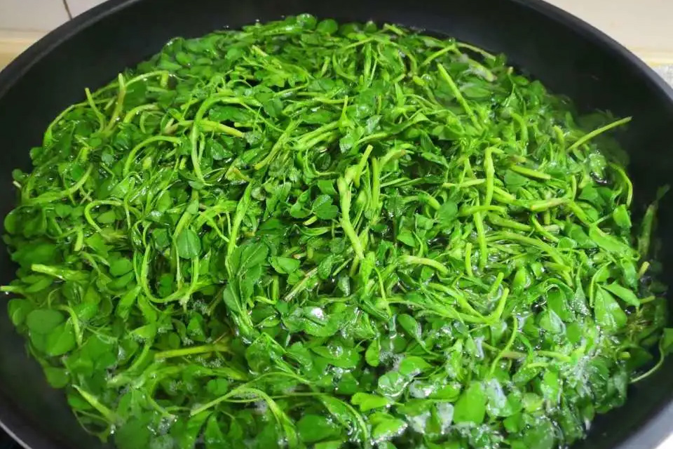 苜蓿包饺子用焯水吗 炒苜蓿为什么要焯水