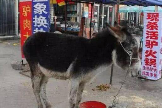 中国十大禁菜 醉虾排名第十,前几个简直惨不忍睹
