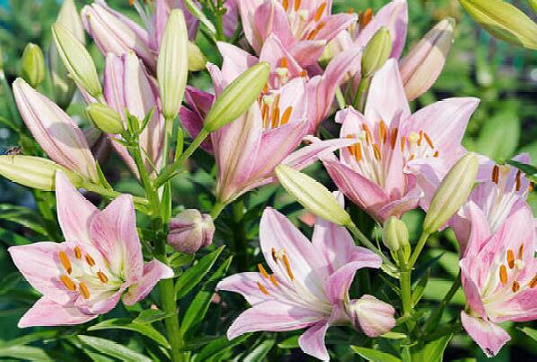 云南八大名花排名 杜鹃花上榜,绿绒蒿是“世界名花”
