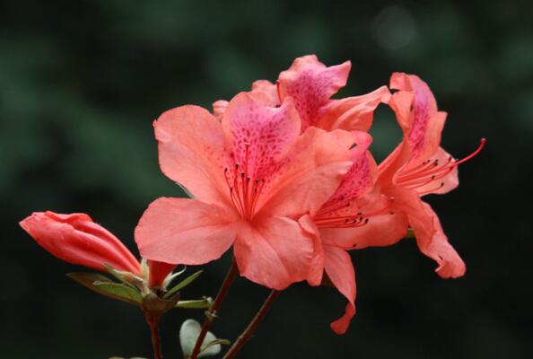 云南八大名花排名 杜鹃花上榜,绿绒蒿是“世界名花”
