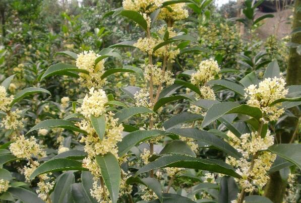 桂花十大品种 佛顶珠上榜,第八终年开花