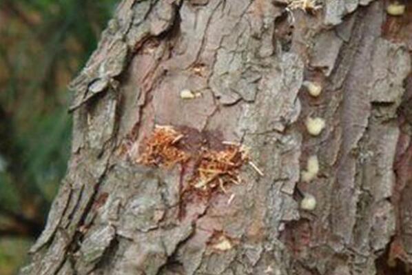 十大入侵我国的外来生物 小龙虾上榜，第七被称为“水中杀手”