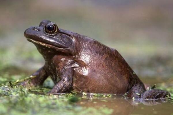 十大入侵我国的外来生物 小龙虾上榜，第七被称为“水中杀手”