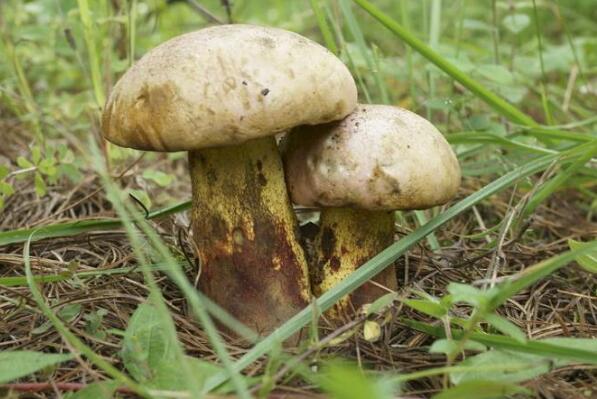 野生菌十大名菌 牛肝菌上榜，第七被誉为“菌中皇后”