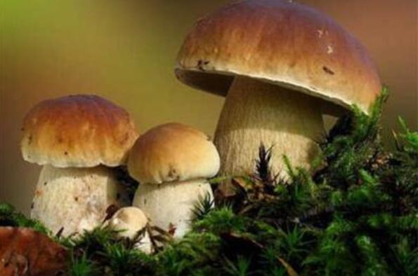 野生菌十大名菌 牛肝菌上榜，第七被誉为“菌中皇后”