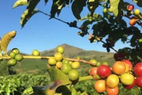 世界著名十大咖啡产地，哥伦比亚上榜，第四因瑰夏而引人瞩目
