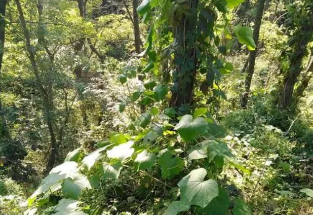 国内十大外来入侵植物，第一备受关注，豚草导致人过敏