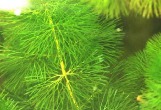 国内十大外来入侵植物，第一备受关注，豚草导致人过敏