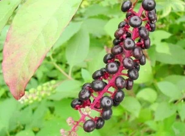 国内十大外来入侵植物，第一备受关注，豚草导致人过敏