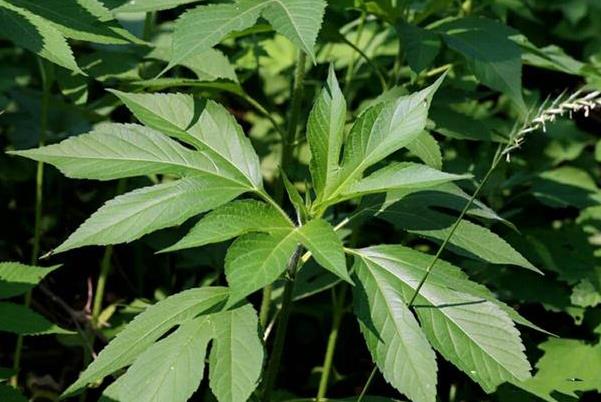 国内十大外来入侵植物，第一备受关注，豚草导致人过敏