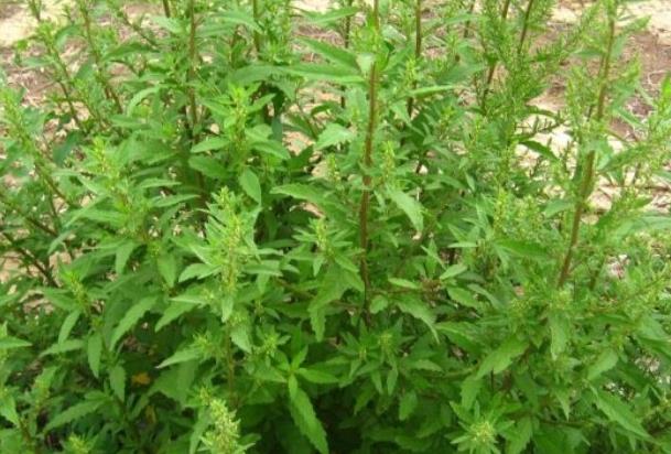 国内十大外来入侵植物，第一备受关注，豚草导致人过敏