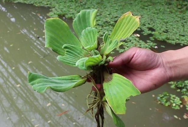 国内十大外来入侵植物，第一备受关注，豚草导致人过敏