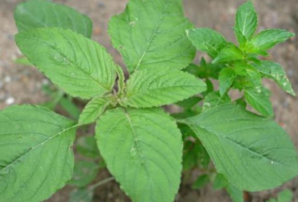 国内十大外来入侵植物，第一备受关注，豚草导致人过敏