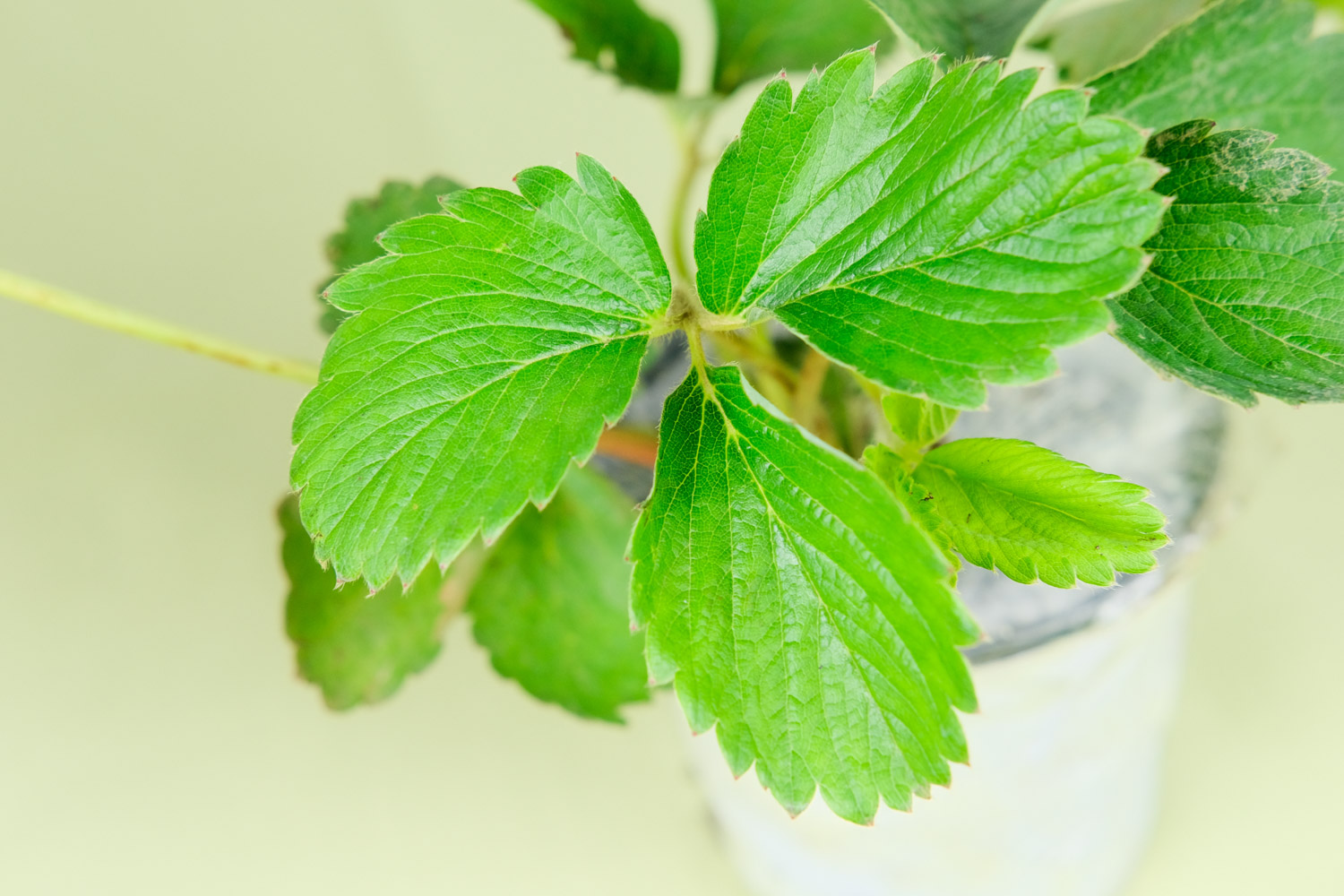 草莓什么季节，草莓图片