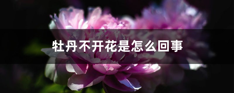 牡丹不开花是怎么回事