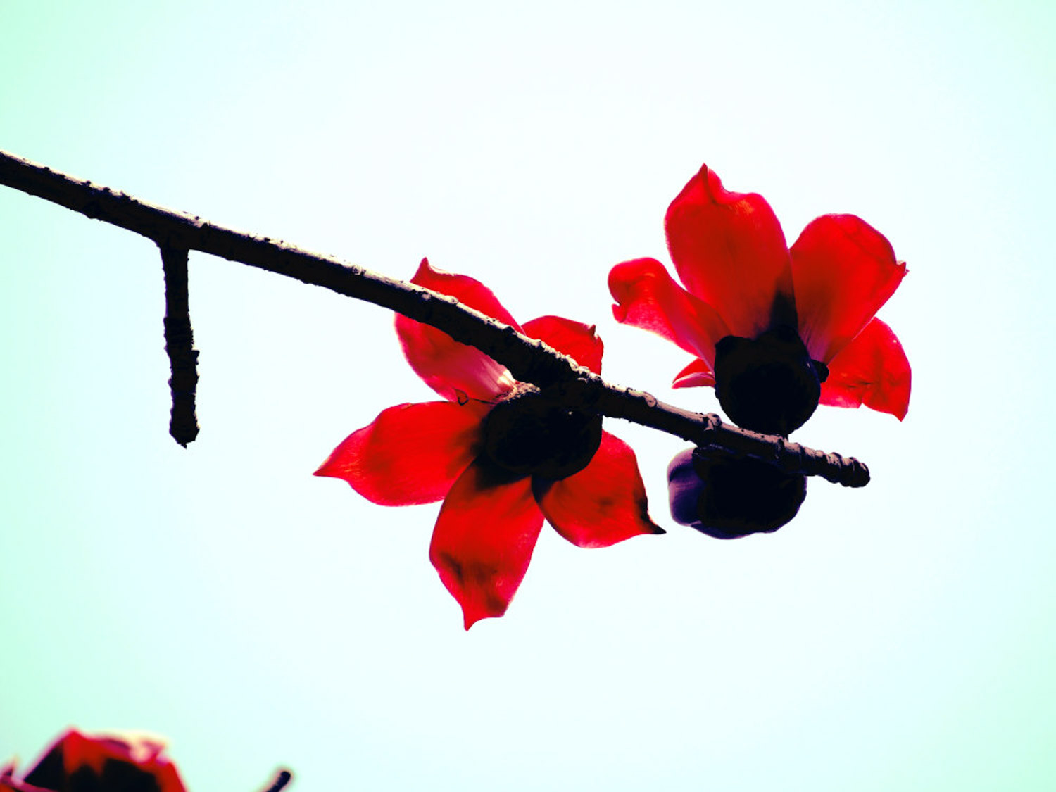 木棉是什么，木棉花图片