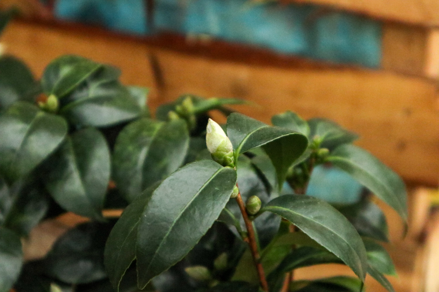 茶花叶子发黄怎么办