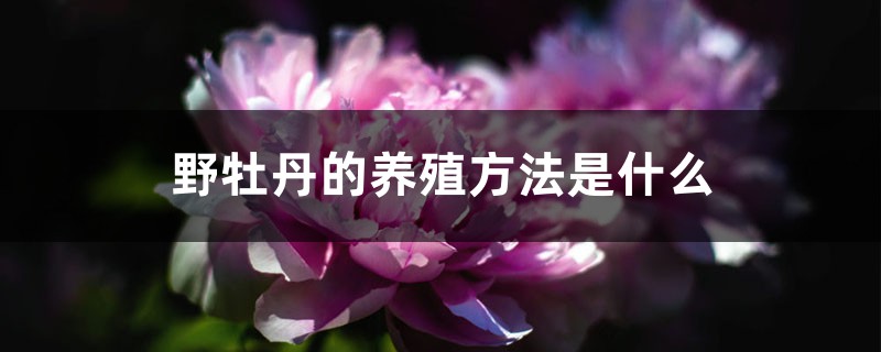 野牡丹的养殖方法是什么