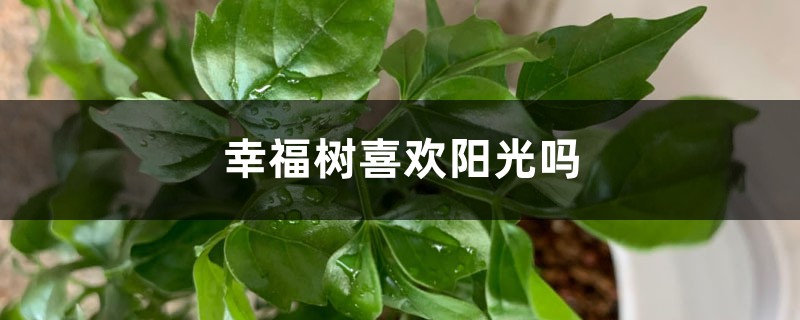 幸福树喜欢阳光吗