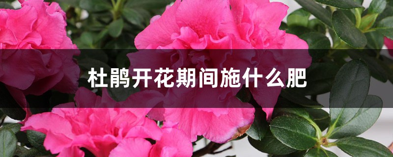 杜鹃开花期间施什么肥，能喷磷酸二氢钾吗