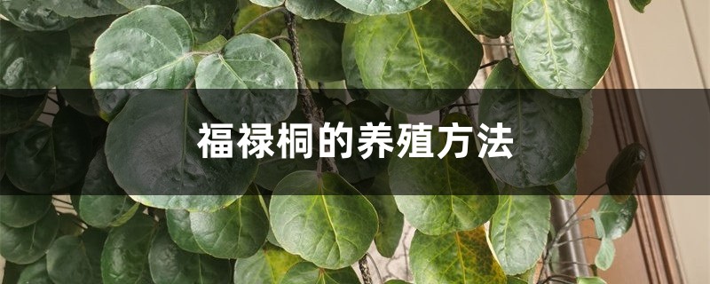 福禄桐的养殖方法