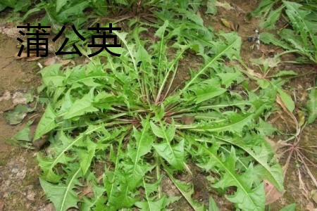 黄鹌菜与蒲公英的区别