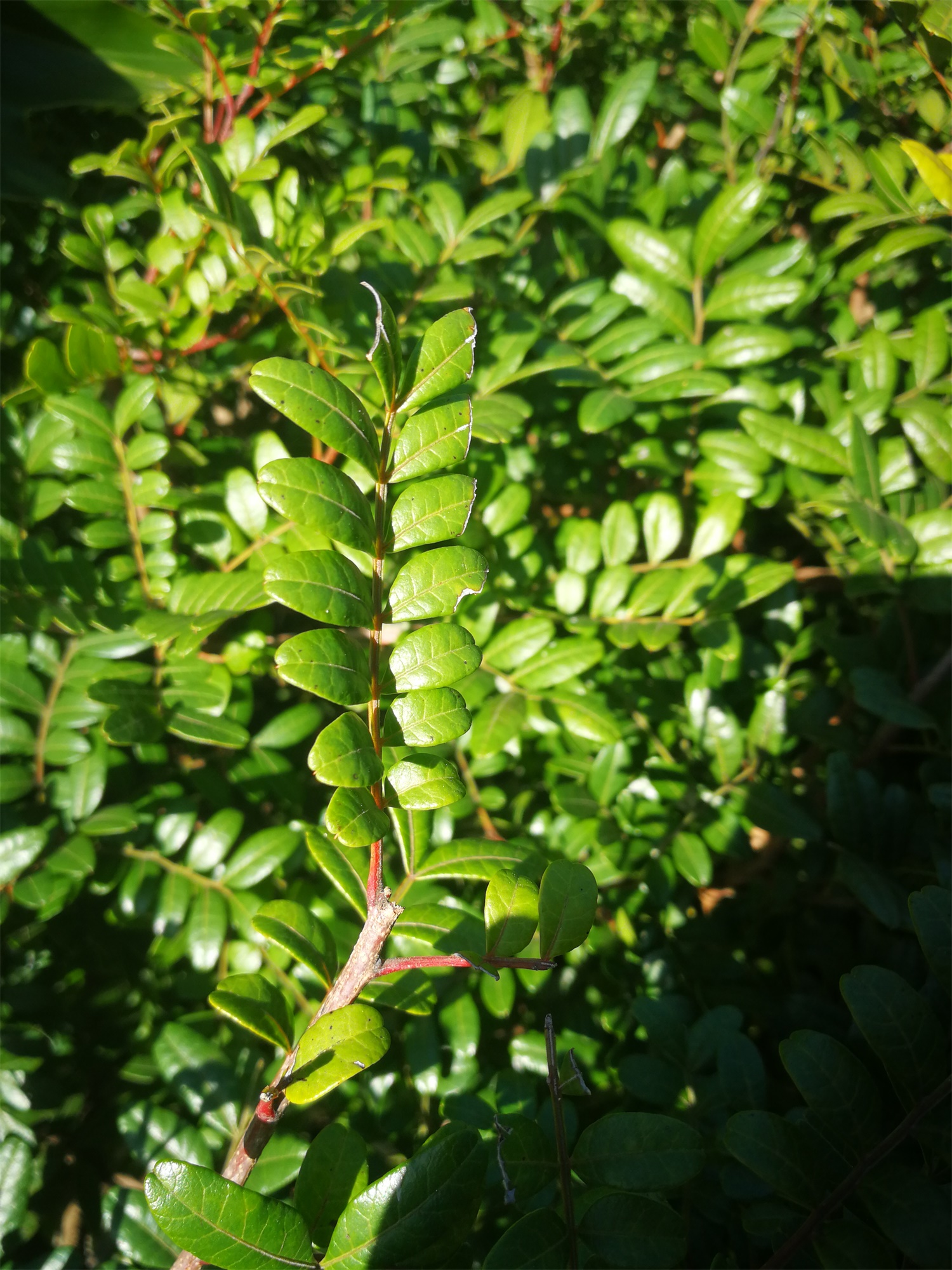 家里养盆“清香木”，1个月不浇水，叶子照样绿油油