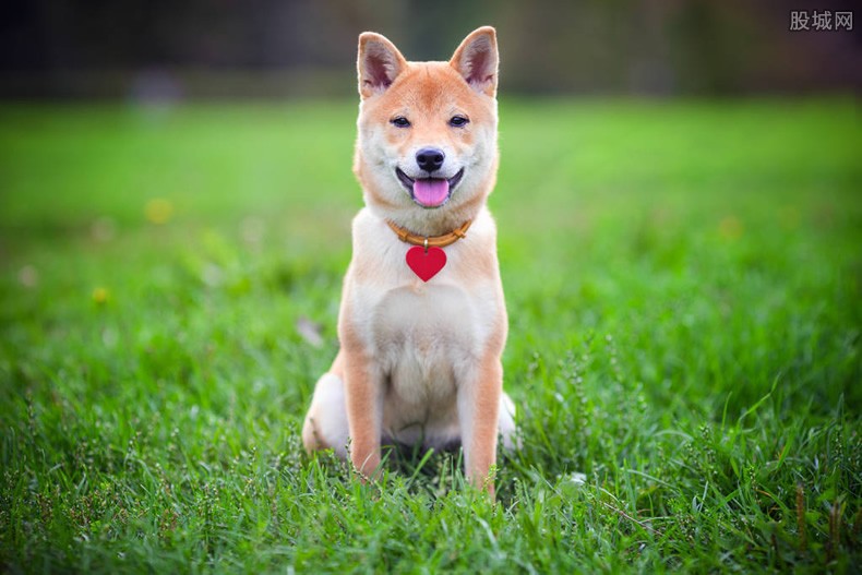 爱犬运送中去世李紫婷发文求助